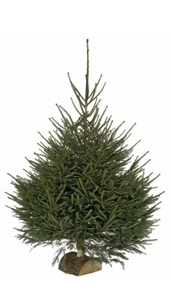 acheter un sapin de noel bruxelles pas cher