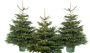 sapin de noel bruxelles naturelle Nordmann et Épicéa