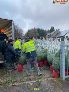 26-11-2019 16:07 - sapin nordmann belge livraison de sapin Anderlecht