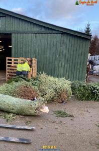 26-11-2019 16:07 - sapin nordmann belge livraison de sapin Anderlecht