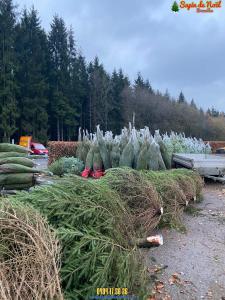 26-11-2019 16:07 - sapin nordmann belge livraison de sapin Anderlecht