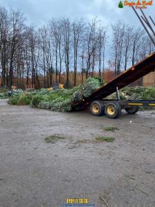 26-11-2019 16:07 - sapin nordmann belge livraison de sapin Anderlecht