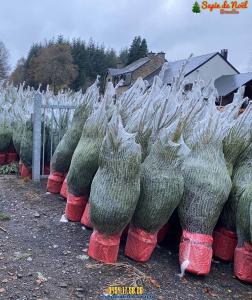 26-11-2019 16:07 - sapin nordmann belge livraison de sapin Anderlecht