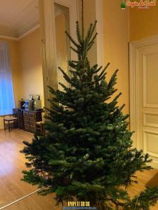 20-12-2019 07:40 - sapin nordmann belge livraison de sapin Auderghem