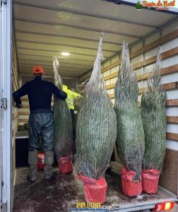 26-11-2019 16:07 - sapin nordmann belge livraison de sapin Auderghem