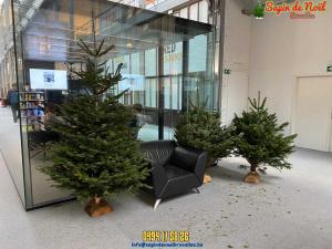 12-12-2019 08:02 - sapin nordmann belge livraison de sapin Baulers