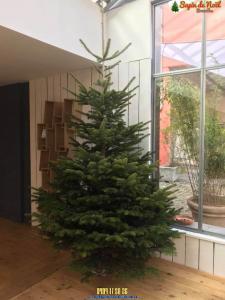 26-11-2019 21:58 - sapin nordmann belge livraison de sapin Berchem-Ste-Agathe