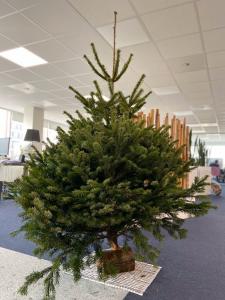 03-12-2019 12:09 - sapin nordmann belge livraison de sapin Berchem-Ste-Agathe