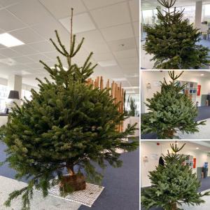 06-12-2019 23:35 - sapin nordmann belge livraison de sapin Berchem-Ste-Agathe