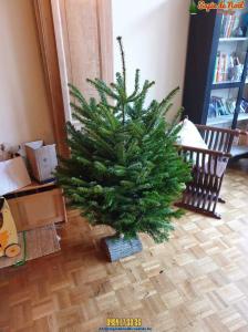 10-12-2019 22:28 - sapin nordmann belge livraison de sapin Berchem-Ste-Agathe