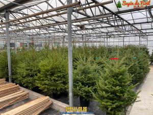 10-12-2019 22:30 - sapin nordmann belge livraison de sapin Berchem-Ste-Agathe