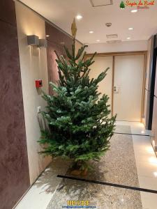 12-12-2019 08:02 - sapin nordmann belge livraison de sapin Berchem-Ste-Agathe