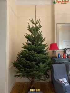 15-12-2019 09:05 - sapin nordmann belge livraison de sapin Berchem-Ste-Agathe