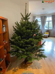 16-12-2019 09:42 - sapin nordmann belge livraison de sapin Berchem-Ste-Agathe