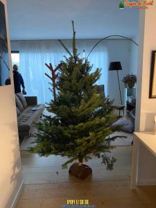 20-12-2019 07:40 - sapin nordmann belge livraison de sapin Berchem-Ste-Agathe