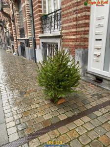 20-12-2019 07:40 - sapin nordmann belge livraison de sapin Berchem-Ste-Agathe