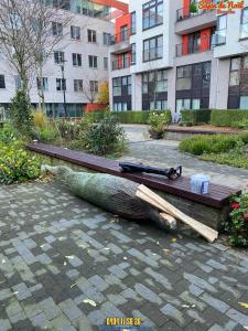 20-12-2019 07:40 - sapin nordmann belge livraison de sapin Berchem-Ste-Agathe