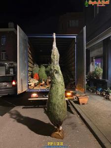 20-12-2019 07:40 - sapin nordmann belge livraison de sapin Berchem-Ste-Agathe