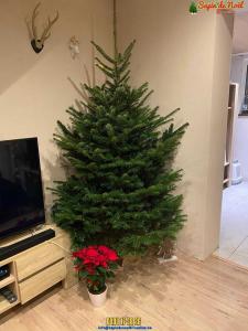 20-12-2019 07:40 - sapin nordmann belge livraison de sapin Berchem-Ste-Agathe