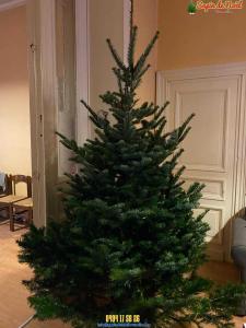 21-12-2019 14:59 - sapin nordmann belge livraison de sapin Berchem-Ste-Agathe