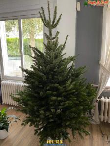 26-11-2019 16:07 - sapin nordmann belge livraison de sapin Berchem-Ste-Agathe