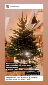 22-09-2021 02:20 - sapin nordmann belge livraison de sapin Berchem-Ste-Agathe