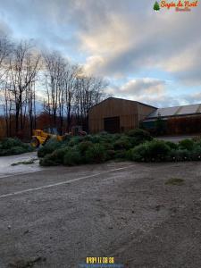 26-11-2019 16:07 - sapin nordmann belge livraison de sapin Berchem-Ste-Agathe