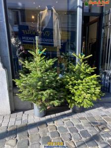 26-11-2019 16:07 - sapin nordmann belge livraison de sapin Berchem-Ste-Agathe