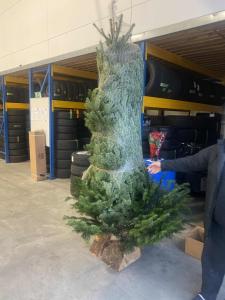 17-11-2021 14:41 - sapin nordmann belge livraison de sapin Berchem-Ste-Agathe