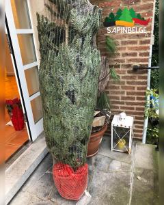 21-11-2021 19:08 - sapin nordmann belge livraison de sapin Berchem-Ste-Agathe