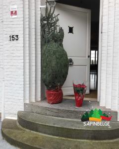 25-11-2021 11:47 - sapin nordmann belge livraison de sapin Berchem-Ste-Agathe