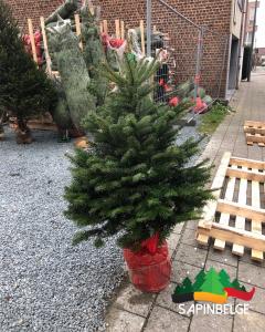 25-11-2021 11:47 - sapin nordmann belge livraison de sapin Berchem-Ste-Agathe