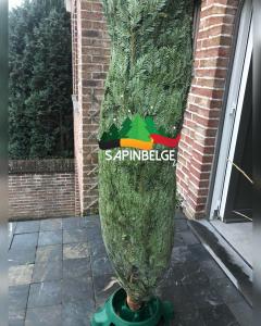 26-11-2021 14:22 - sapin nordmann belge livraison de sapin Berchem-Ste-Agathe