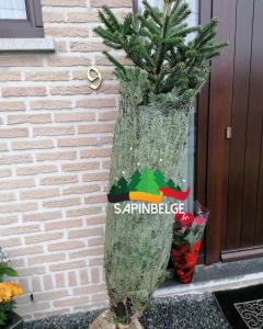 27-11-2021 10:12 - sapin nordmann belge livraison de sapin Berchem-Ste-Agathe