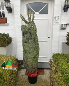 28-11-2021 13:19 - sapin nordmann belge livraison de sapin Berchem-Ste-Agathe