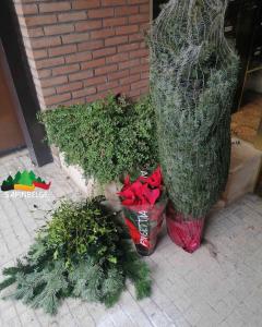 28-11-2021 13:19 - sapin nordmann belge livraison de sapin Berchem-Ste-Agathe