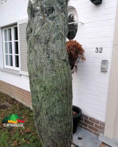 28-11-2021 13:19 - sapin nordmann belge livraison de sapin Berchem-Ste-Agathe