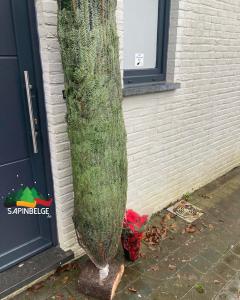 02-12-2021 09:28 - sapin nordmann belge livraison de sapin Berchem-Ste-Agathe