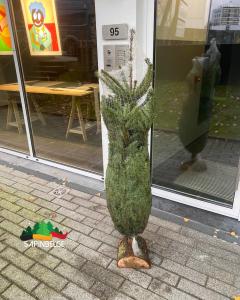 05-12-2021 21:35 - sapin nordmann belge livraison de sapin Berchem-Ste-Agathe