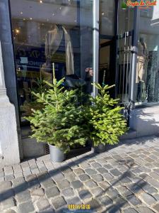 26-11-2019 16:07 - sapin nordmann belge livraison de sapin Berchem-Ste-Agathe