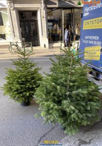 26-11-2019 16:07 - sapin nordmann belge livraison de sapin Berchem-Ste-Agathe