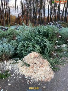 26-11-2019 16:07 - sapin nordmann belge livraison de sapin Berchem-Ste-Agathe