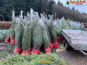 26-11-2019 16:07 - sapin nordmann belge livraison de sapin Berchem-Ste-Agathe