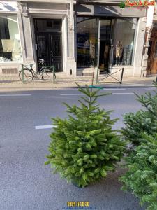 26-11-2019 16:07 - sapin nordmann belge livraison de sapin Berchem-Ste-Agathe