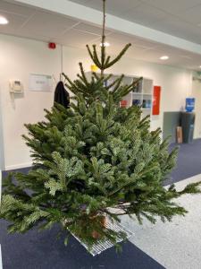 03-12-2019 12:09 - sapin nordmann belge livraison de sapin Bruxelles-Ville