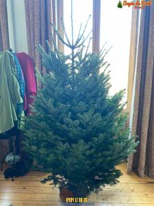20-12-2019 07:41 - sapin nordmann belge livraison de sapin Bruxelles-Ville