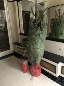 20-11-2021 08:07 - sapin nordmann belge livraison de sapin Bruxelles-Ville