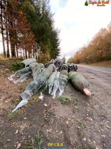 26-11-2019 16:07 - sapin nordmann belge livraison de sapin Bruxelles-Ville