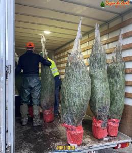 26-11-2019 16:07 - sapin nordmann belge livraison de sapin Bruxelles-Ville