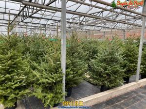 20-12-2019 07:40 - sapin nordmann belge livraison de sapin Evere